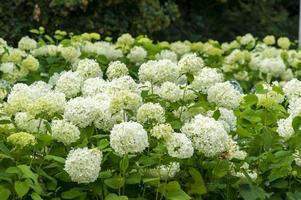 Blooming white hydrangea photo