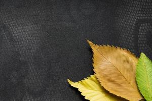 elm tree leaves on black lace background photo