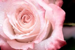 Primer plano de rosa rosa con gotas de agua sobre fondo oscuro foto
