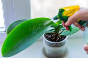female hand spraying green leaves of moss orchid in a pot standing on window sill. House plant care concept photo