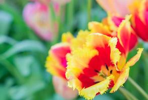 close up of beautiful blooming tulip Canary of red and yellow color photo