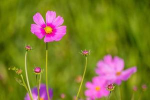 hermosas flores del cosmos. foto