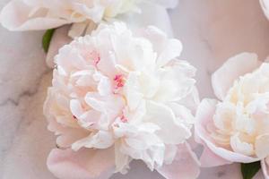 pink peonies in pastel colors close-up, flower pattern, floral background texture photo