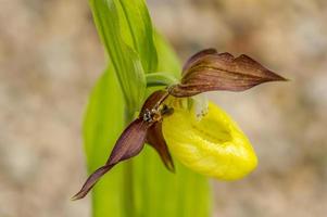 primer plano de la orquídea zapatilla de dama. Cypripedium parviflorum. foto