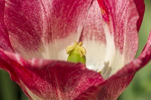 closeup of two-colored tulips photo