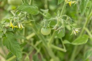 green tomatoes on branch photo
