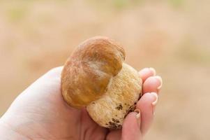 Boletus edulis edible mushroom in female hand photo