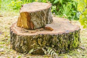 tocón de un árbol recién aserrado foto