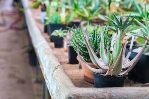 plenty of succulents in pots photo