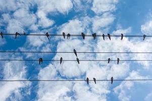 flock of swallows sitting on wires against blue sky photo