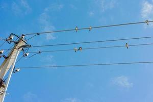 flock of swallows sitting on wires against blue sky photo