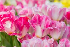 brillante campo floreciente de tulipanes primaverales de color púrpura y blanco foto