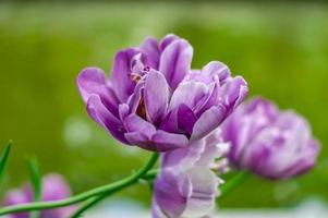 purple tulips in the garden photo