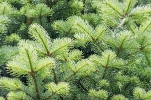 closeup of spruce tree branch. photo