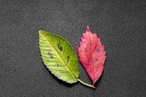 Green and red leaves with a picture of happy and sad faces on black background photo