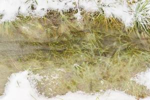 stream covered with ice with frosen grass inside photo