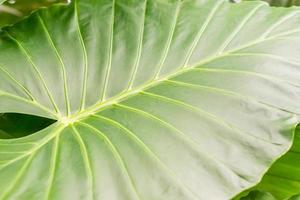 hoja verde de la planta tropical alocasia odora para el fondo foto