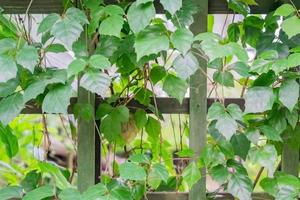 Virginia creeper. climbing plant on the wall photo