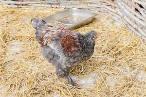 hen on hay on the farm in the countryside photo
