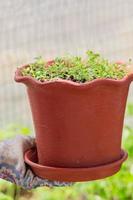 Woman hand holding bell pepper seedlings in the pot with ground. photo