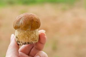 Boletus edulis edible mushroom in female hand photo