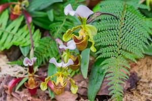 blooming Orchid Paphiopedilum in botanical garden photo