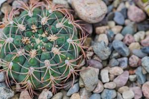 top view of ball shaped cactus in botanical garden photo