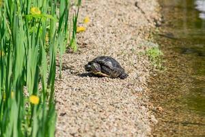 tortuga de vientre rojo se calienta al sol cerca del agua foto