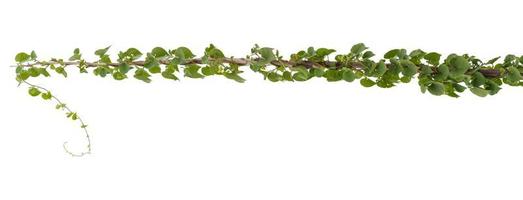 Vine plant, Nature Ivy leaves plant isolated on white background, clipping path included. photo