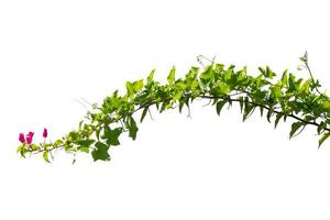 vine plants isolate on white background. clipping path photo