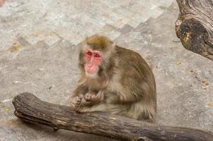 macaca fuscata, macaca japonesa foto