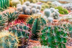 close up of succulent plants botnical garden photo