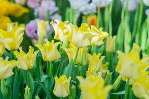 field of blooming multicolored tulips, spring flowers in the garden photo