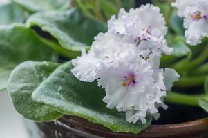 hermosa violeta en una olla en el alféizar de la ventana foto