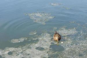 pato salvaje en el estanque de primavera foto