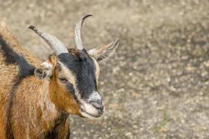 Portrait of young brown goat photo