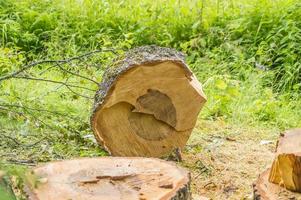 Stump of a newly sawed tree photo