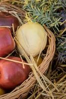 red apples and quince in basket. Harvest of fruits and vegetables photo