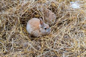 cute rabbit with long ears and fluffy fur coat sitting in natural hay photo