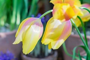 field of blooming multicolored tulips, spring flowers in the garden photo
