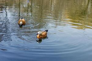 dos patos salvajes en el estanque foto