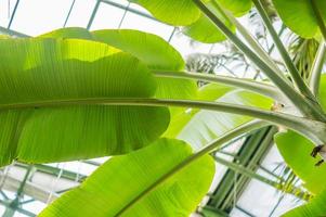 banana palm leaves photo