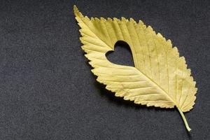 yellow elm leaf with cut heart on grey background photo