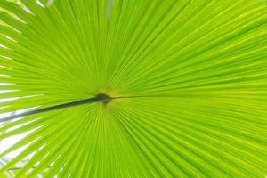 hoja verde de planta tropical para el fondo foto