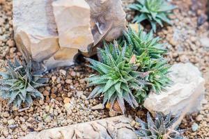 close up of succulent plants among stones in botnical garden photo