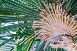 bottom view of palm tree in green house photo
