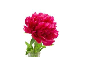 blooming pink peony flower isolated on white photo