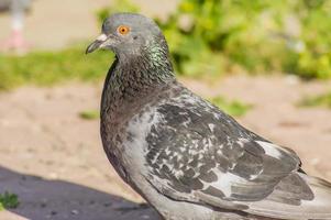 portrait of grey pigeion photo