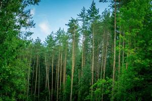 paisaje de bosque de pinos foto