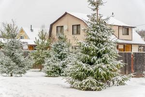 snow covered spruse trees on fence and house background. winter landscape. photo